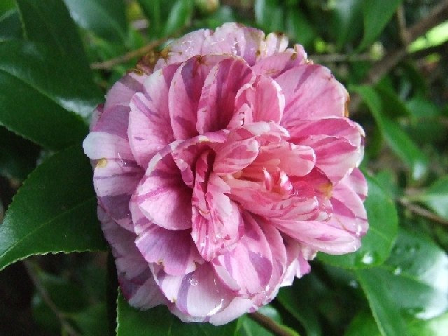 dscf0137.jpg