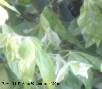 DSCF0147 crop.jpg