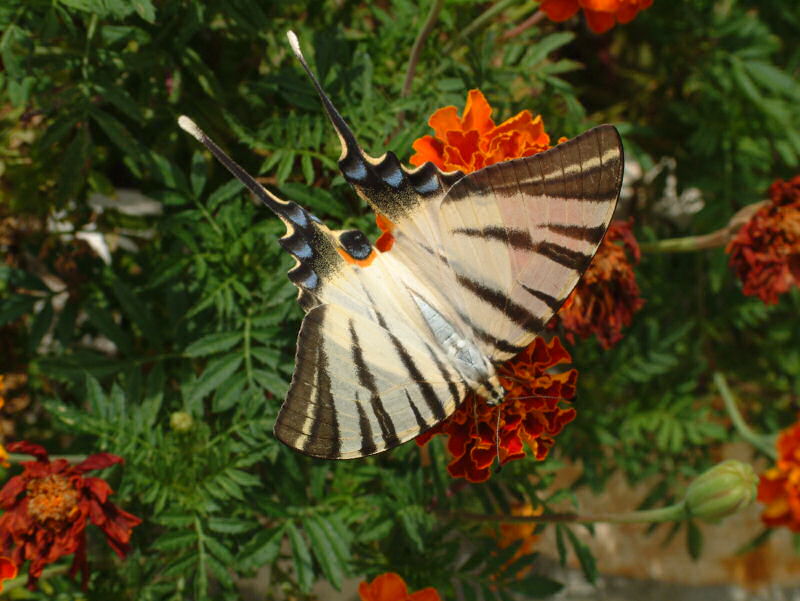 DSCF0732.jpg