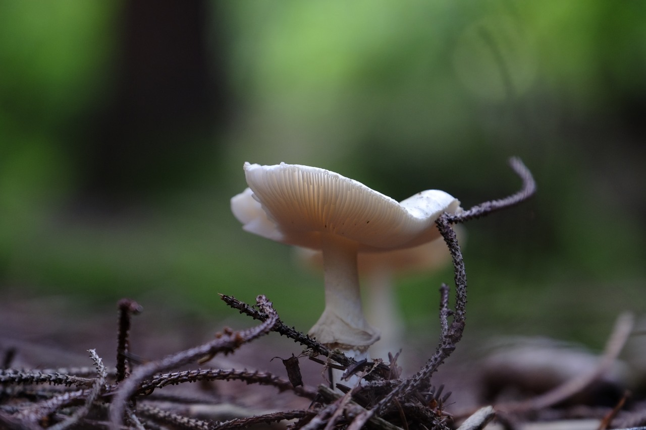 DSCF2027.JPG