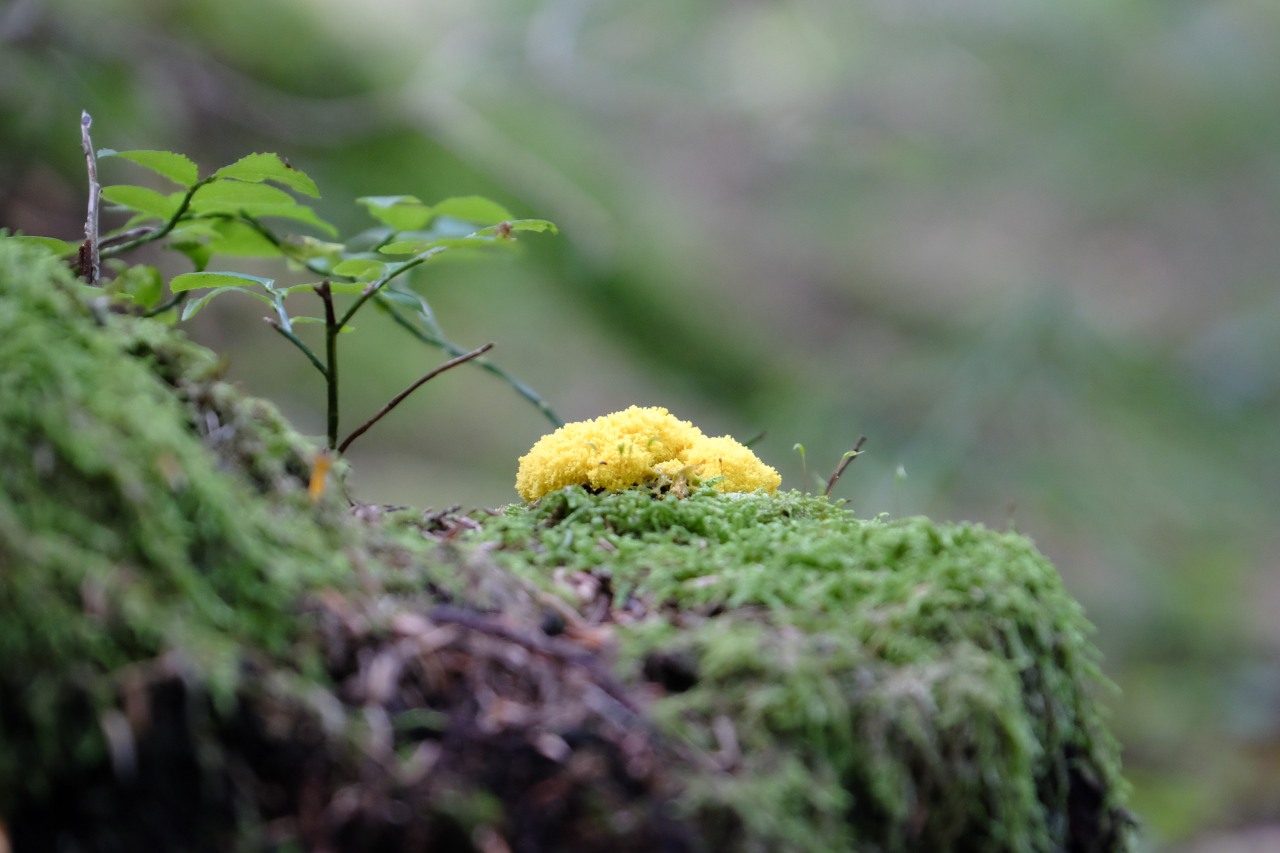 DSCF2041.JPG