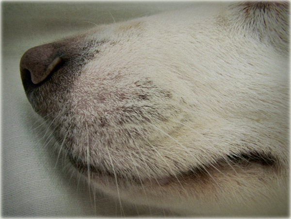 DSCF2323-003.JPG