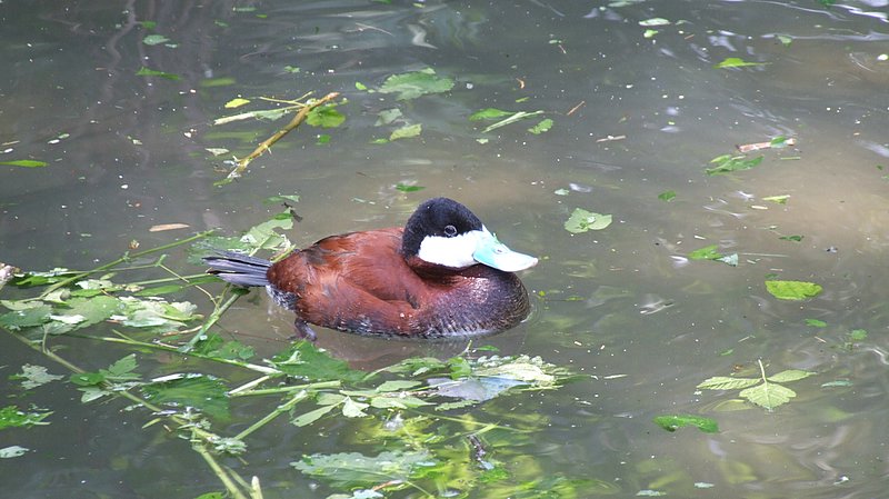 DSCF2746.JPG