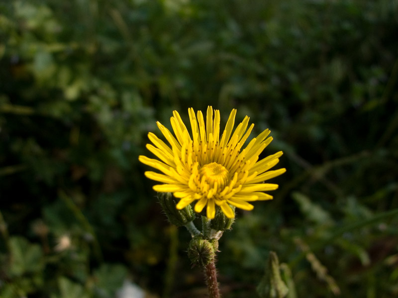 DSCF2793.jpg