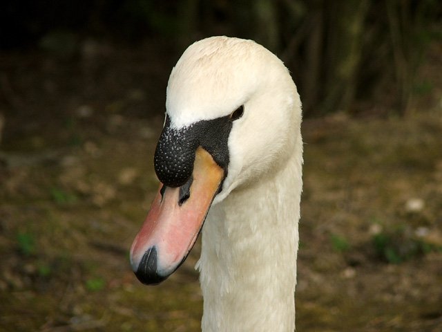 DSCF2804_1.jpg