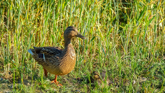 DSCF3182-2.jpg