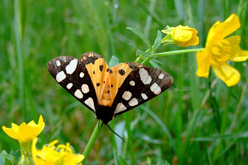 DSCF4065.jpg