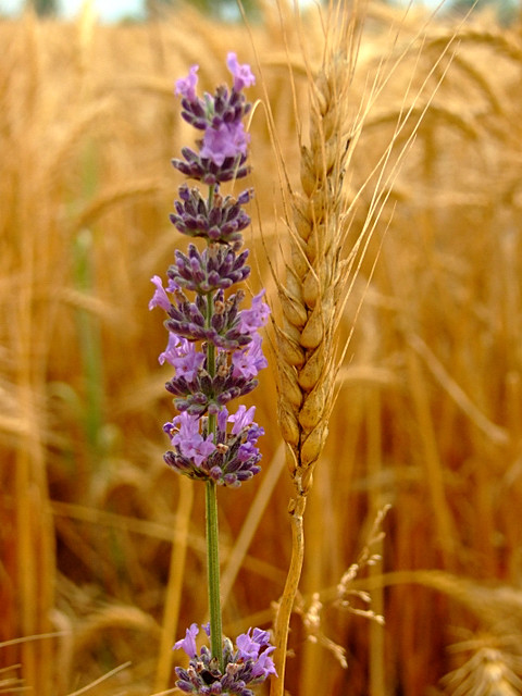 DSCF4331.jpg