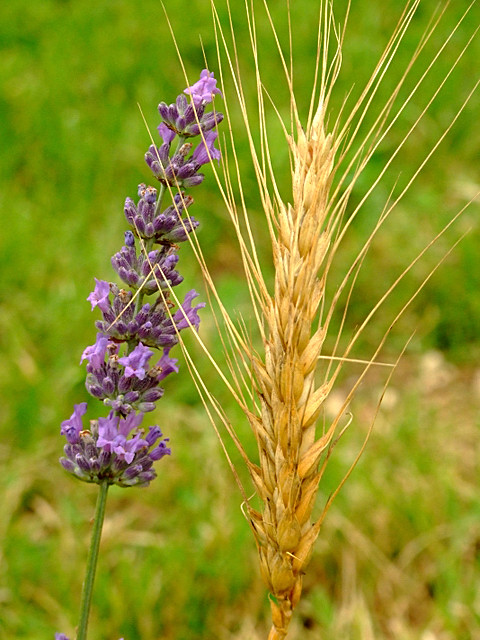 DSCF4342.jpg