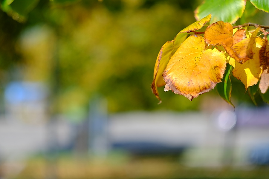 DSCF4945.JPG