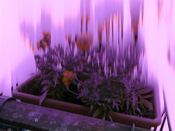 DSCF5160 (600 x 450).jpg