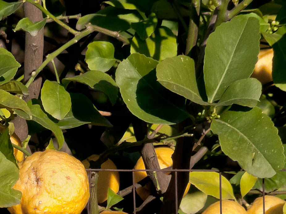 DSCF7046 crop 100%.jpg