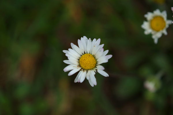 DSCF8231.jpg
