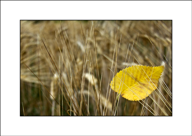 DSCF9713a.jpg