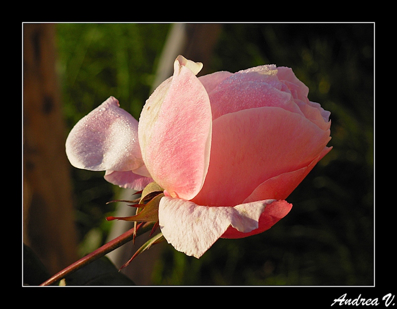 DSCN0602.jpg