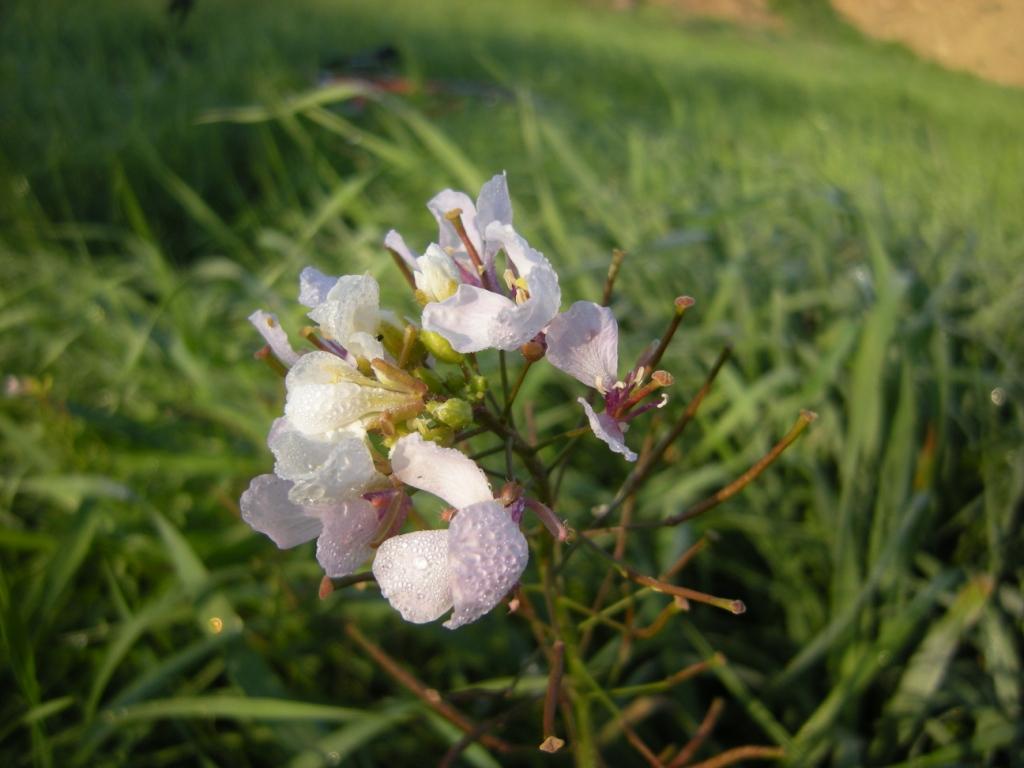 DSCN4101.JPG