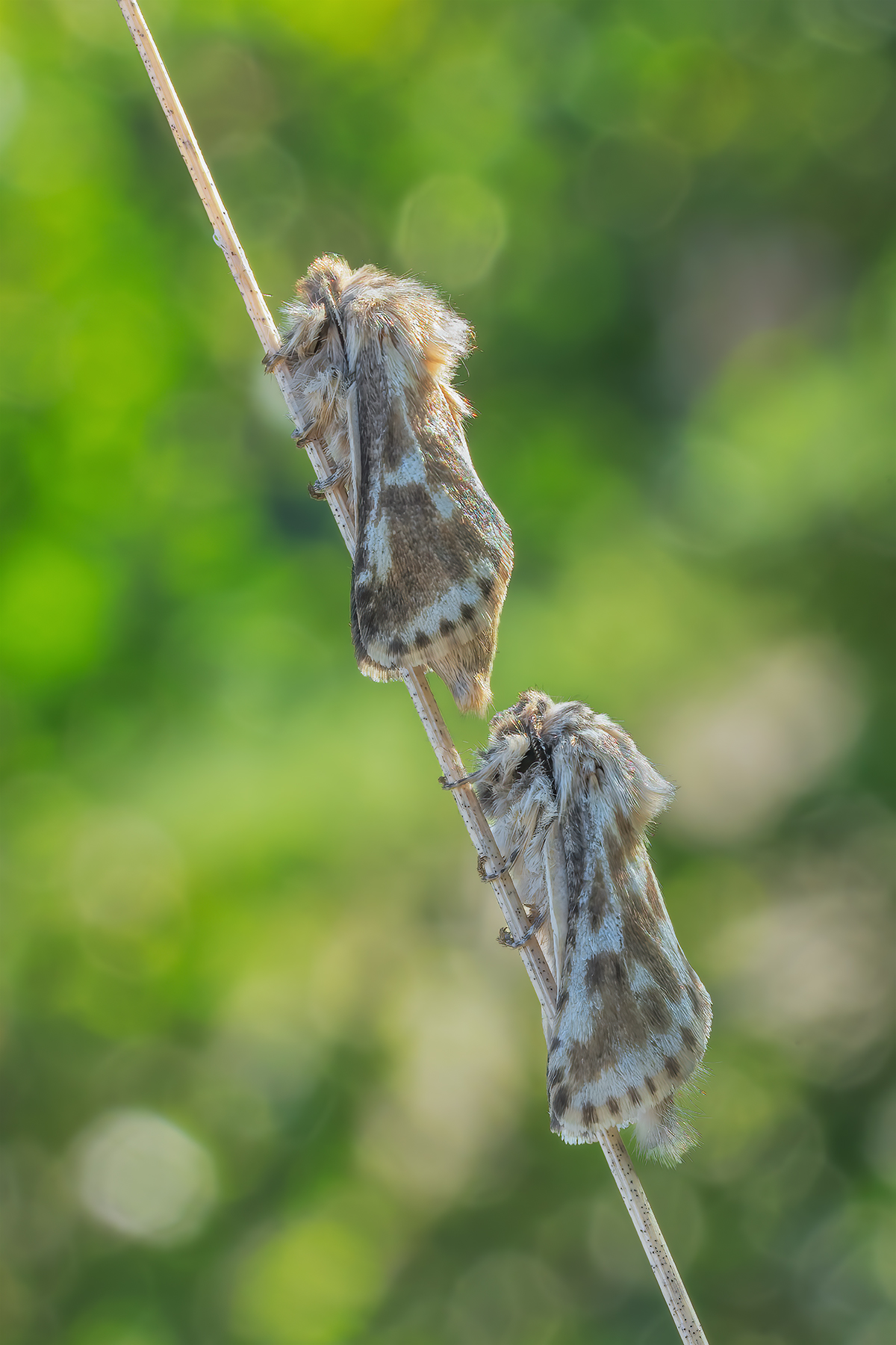 Dyspessa-ulula_DSC00120-riv.jpg