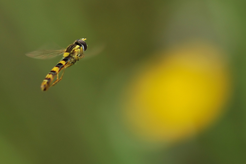 E Diaframma f 4.5 - Esposizione 1-400.jpg