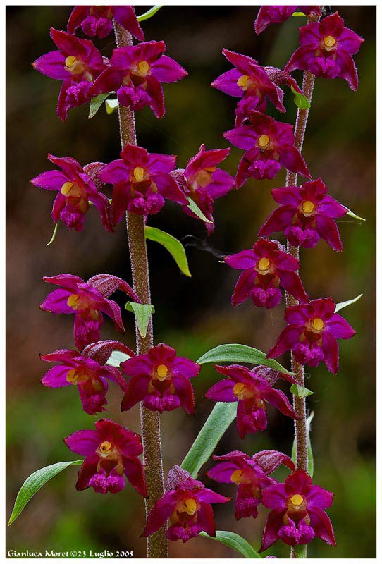 Epipactis-atrorubens.jpg
