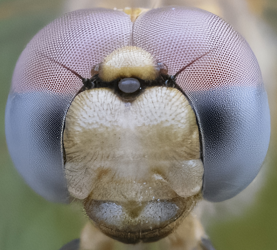 f14 crop 200%.jpg