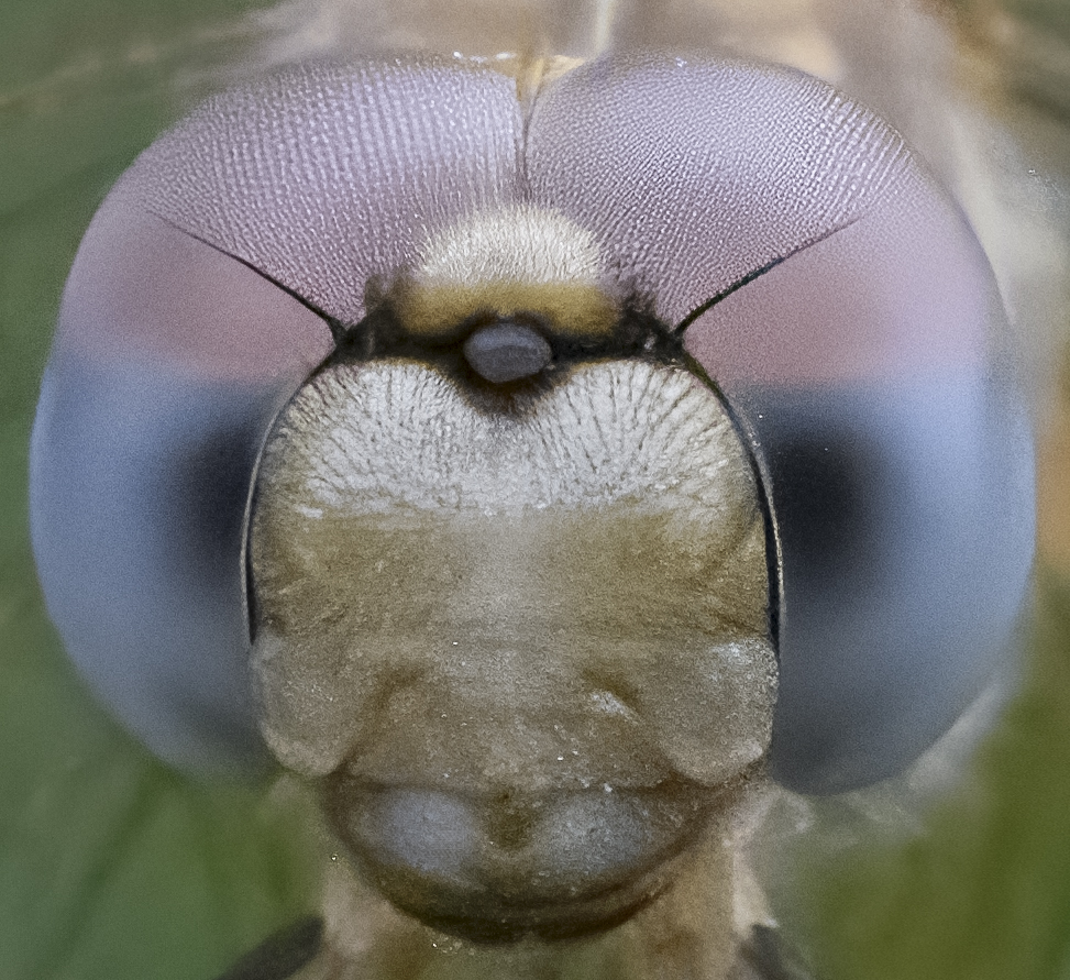 f36 crop 200%.jpg