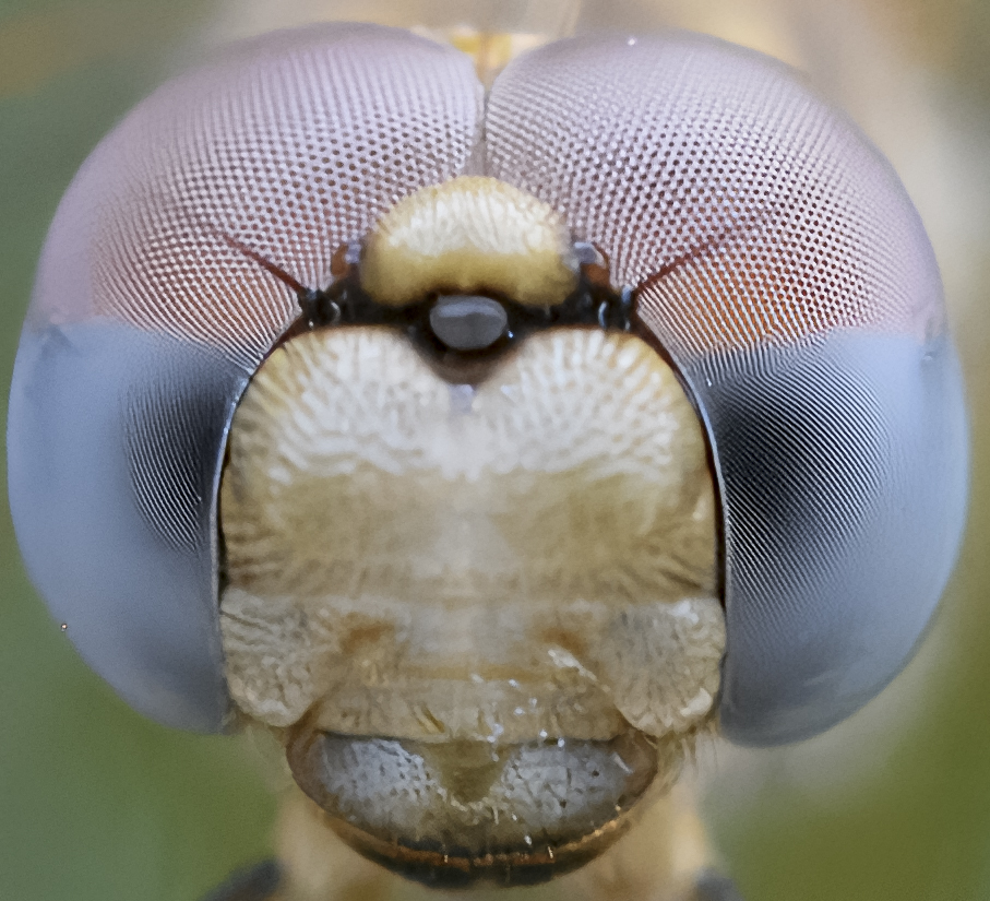 f9 crop 200%.jpg