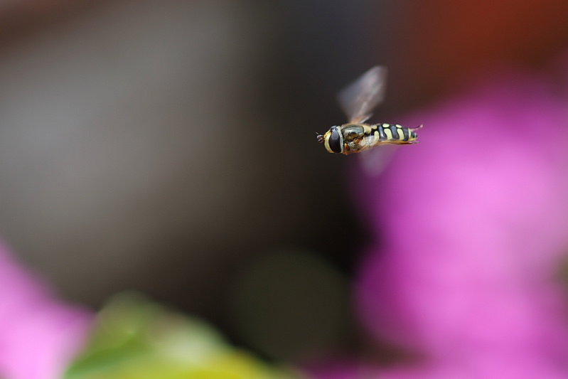 F Diaframma f 3.5 - Esposizione 1-640.jpg