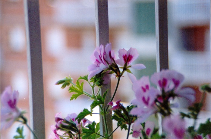 f_f50_80mm_2x.jpg
