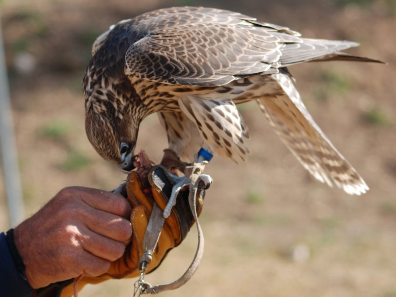 Falco.jpg