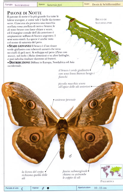 Falena.jpg