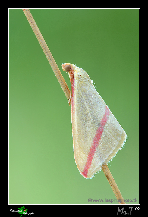 Falena giallo-rossa_720px2.jpg