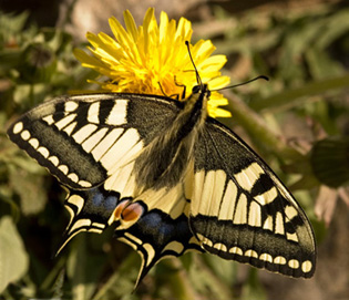 farfalla copy.jpg