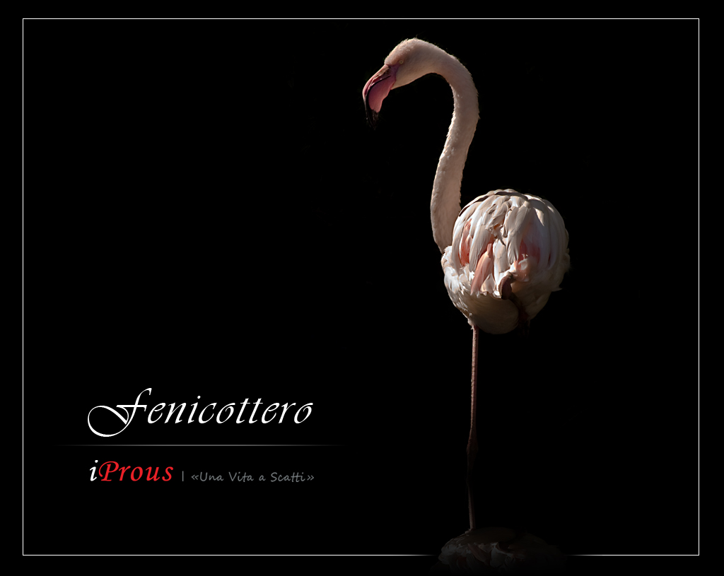 fenicottero.jpg