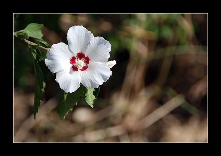 fiore-amersill-W.jpg