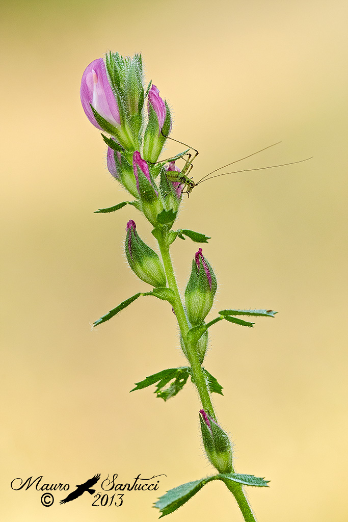 Fiore-con-ospite_bis_DSC3342.jpg