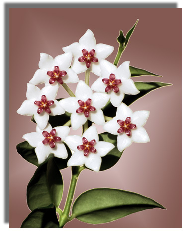 Fiore-di-cera.jpg