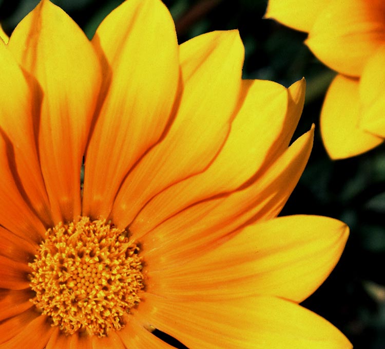 fiore-giallo2-mofd.jpg