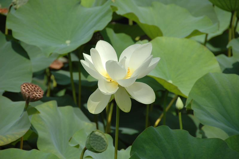 fiore-original.jpg