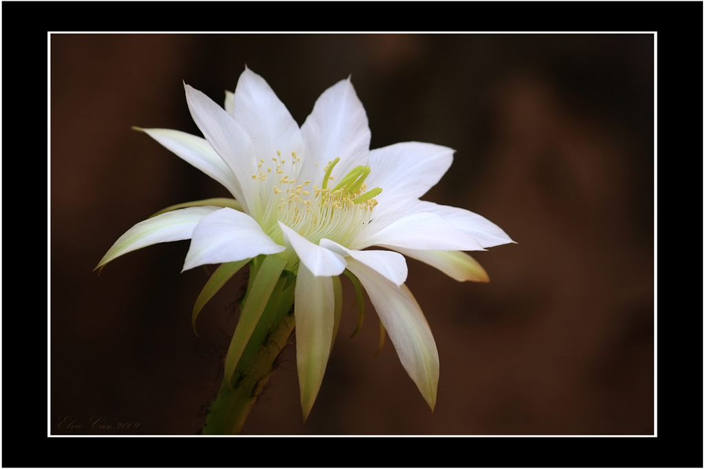 Fiore-pianta-grassa-01-1024.jpg