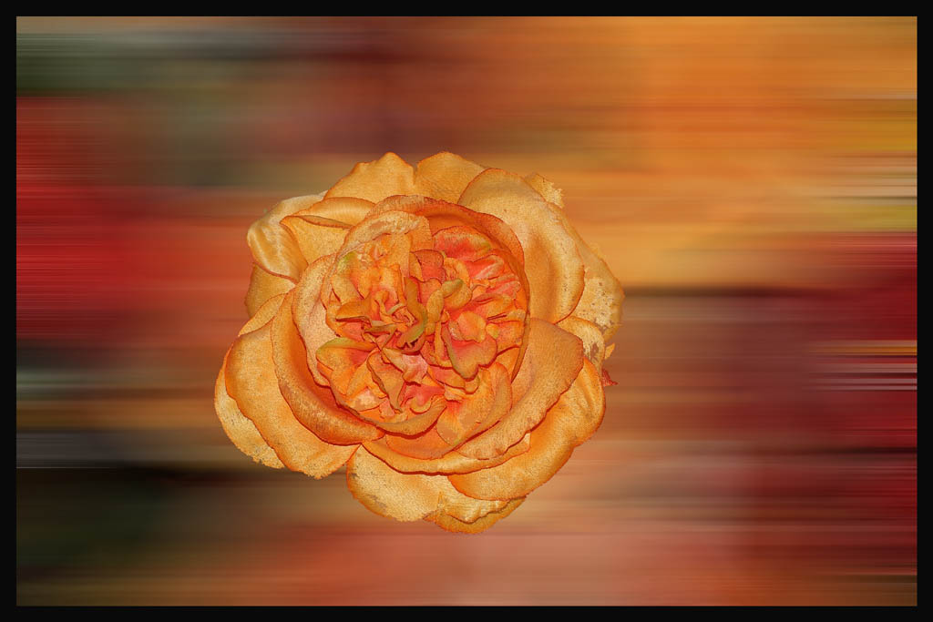FIORE1.jpg