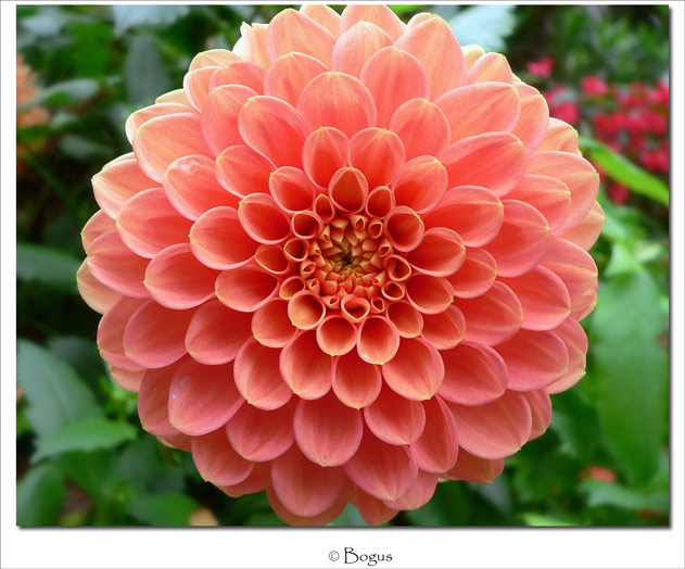 fiore.jpg
