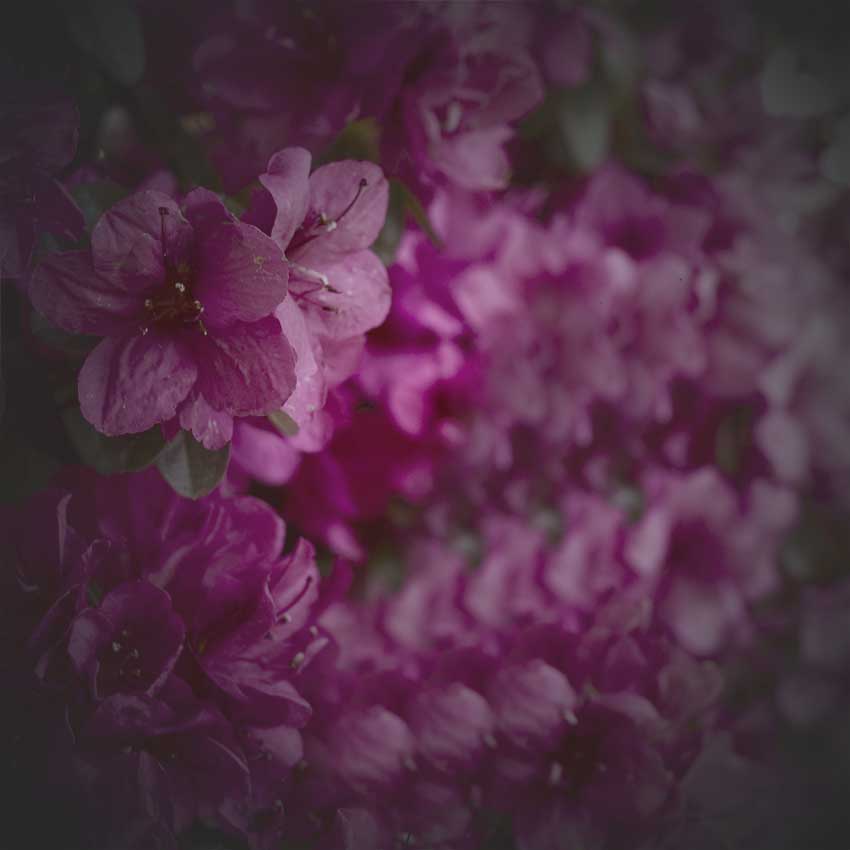 fiore.jpg