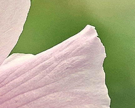 fiore.gif