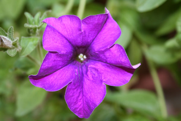 fiore.jpg