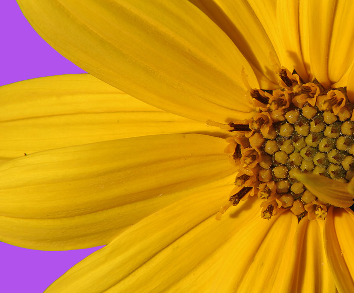 fiore.jpg