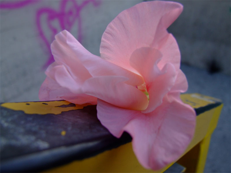 fiore del mattino.jpg