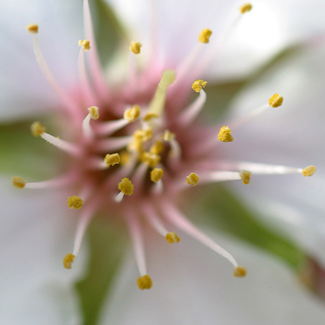 fiore di mandorlo650.jpg