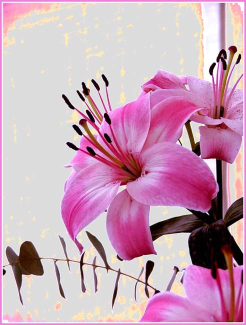Fiore Macro.jpg