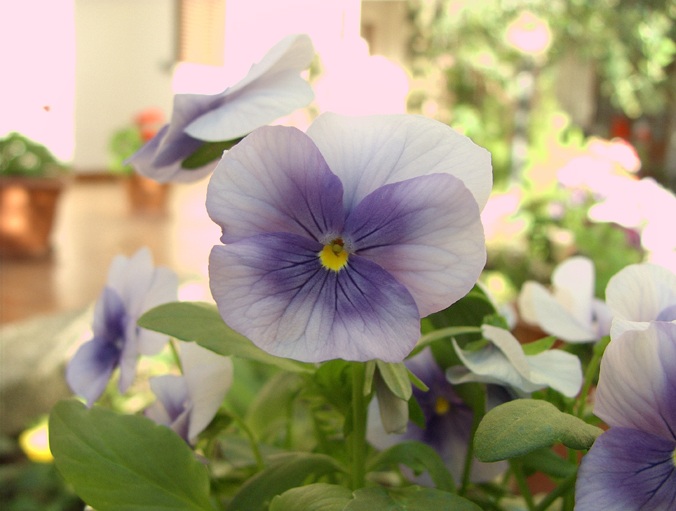 fiore s7raw 040c.JPG