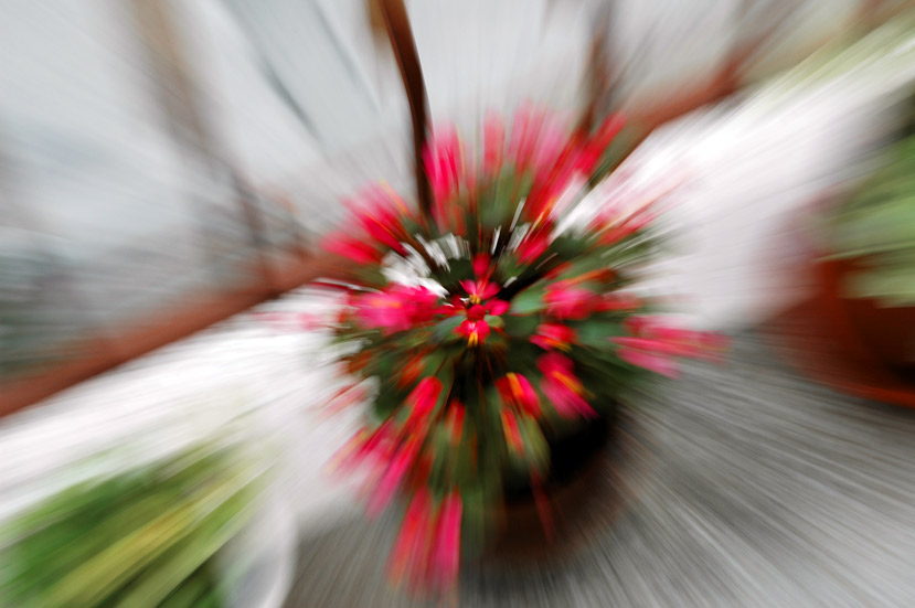 fiori-1.jpg